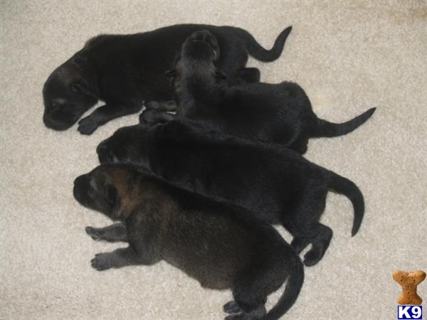German Shepherd Puppies